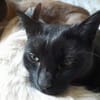 Isidora (FIV+) - wer nimmt mich auf?