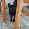 Isidora (FIV+) - wer nimmt mich auf?