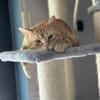 Tasio - wunderhübscher, lieber Kater