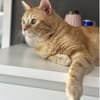 Tasio - wunderhübscher, lieber Kater
