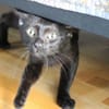 Batman sucht sein Für-Immer-Zuhause