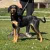Samira 1,5 Jahre Bracken Mix