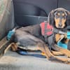 Samira 1,5 Jahre Bracken Mix