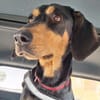 Samira 1,5 Jahre Bracken Mix