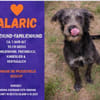 ALARIC - Sanfter Rüde