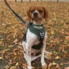 Viento - Zuhause gesucht