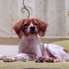 Viento - Zuhause gesucht