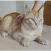 Isidro - liebenswerter roter Tiger
