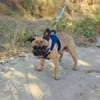 Französische Bulldogge Rich