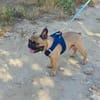 Französische Bulldogge Rich