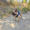 Französische Bulldogge Rich