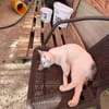 Sunny  sucht Zuhause mit Freigang
