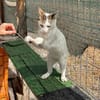 Sunny  sucht Zuhause mit Freigang