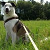 katzenlieber, kastrierter, mittelgroßer