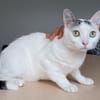 Piscis -  sucht seine Familie