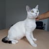 Piscis -  sucht seine Familie