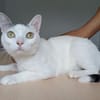 Piscis -  sucht seine Familie
