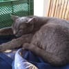 Huerto (FIV+) - ein toller Charakter