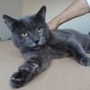 Huerto (FIV+) - ein toller Charakter