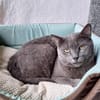 Huerto (FIV+) - ein toller Charakter