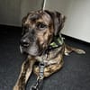 Mafia- Herzenshund such eine Familie