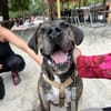 Mafia- Herzenshund such eine Familie