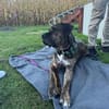 Mafia- Herzenshund such eine Familie