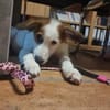 Verspielte Tonya sucht Zuhause