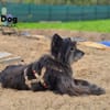 Betty auf Pflegestelle