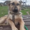🐾❤ RUDI auf PS  in 04349 LEIPZIG