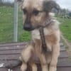 🐾❤ RUDI auf PS  in 04349 LEIPZIG