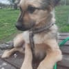 🐾❤ RUDI auf PS  in 04349 LEIPZIG