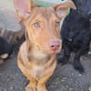 Traumhund Taylor sucht seine 2. Chance