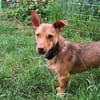 Traumhund Taylor sucht seine 2. Chance
