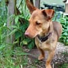 Traumhund Taylor sucht seine 2. Chance
