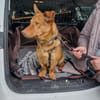 Traumhund Taylor sucht seine 2. Chance