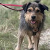 Hundebub Smartie sucht sein Zuhause!