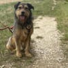 Hundebub Smartie sucht sein Zuhause!