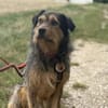 Hundebub Smartie sucht sein Zuhause!