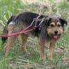 Hundebub Smartie sucht sein Zuhause!