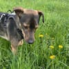 Kinderloses Zuhause für Tiny Tim