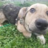 🐾❤ MICHEL auf PS in 04349 LEIPZIG