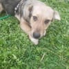 🐾❤ MICHEL auf PS in 04349 LEIPZIG