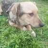 🐾❤ MICHEL auf PS in 04349 LEIPZIG