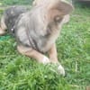 🐾❤ MICHEL auf PS in 04349 LEIPZIG