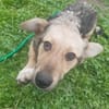 🐾❤ MICHEL auf PS in 04349 LEIPZIG