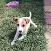 Lora ein Jack Russel Mix Mädchen