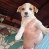 Lora ein Jack Russel Mix Mädchen