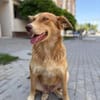 Rachel - Traumhündin sucht Familie