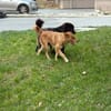 Rachel - Traumhündin sucht Familie